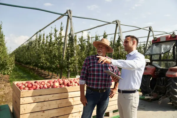 Senior Farmer Sales Representative Talking Digital Tablet Apple Orchard Stock Picture