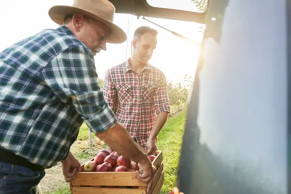 Zwei Männer Tragen Eine Kiste Voller Äpfel Zum Auto lizenzfreie Stockbilder