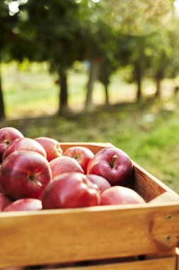 Elmaların ahşap sandıktaki detaylarını kapat
