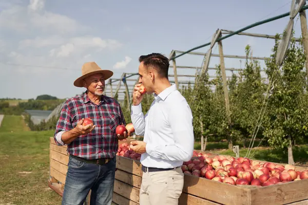 Senior Farmer Sales Representative Talking Digital Tablet Apple Orchard Royalty Free Stock Photos