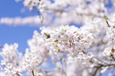 Bahar mevsimi açmakta olan beyaz kiraz ağacı çiçekleri dalları üzerine yakın merkezde mavi gökyüzü arka planına odaklanıyor.