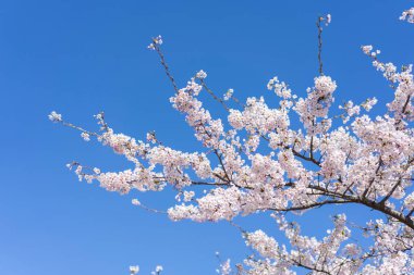 Sağ çerçeve üzerinde kiraz çiçeği dalının bahar sezonu afişi mavi gökyüzü arkaplanı