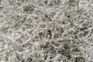 Bahar mevsimi beyaz kiraz çiçekleri bir sürü karışık çiçek yatay bir çerçeve 