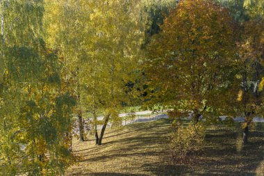 Sonbahar parkı sarı ağaçları sonbaharın başlarında güneşli gün kuşları sonbahar manzarası