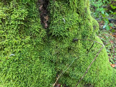 Yerde güzel yeşil yosunlar, yosunlara yakın çekim, makro. Duvar kağıdı için güzel yosun arkaplanı.