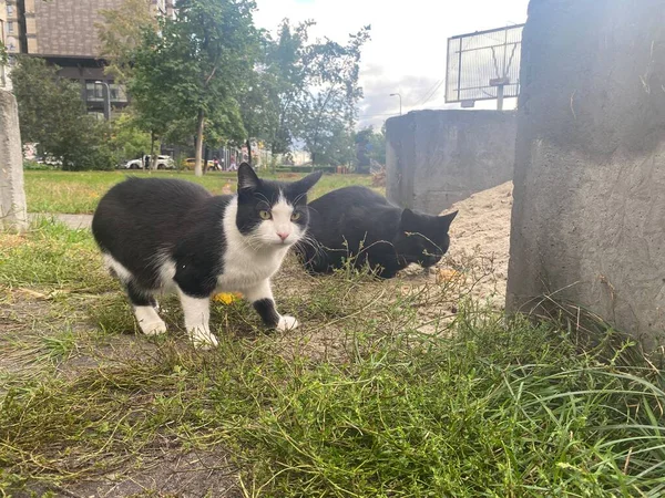 stock image homeless cats near fences from military equipment in Ukraine