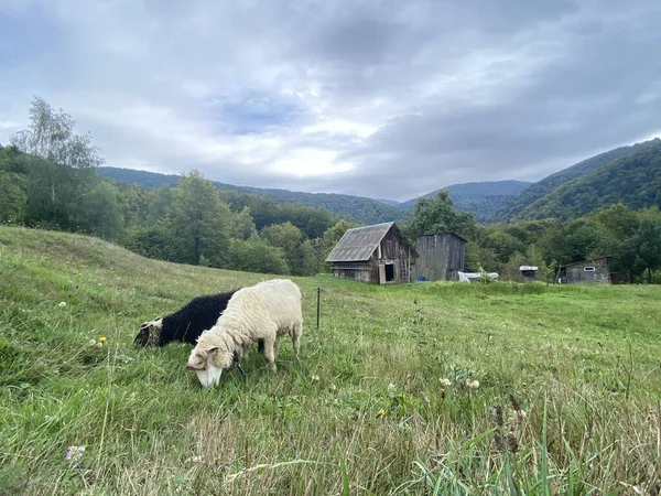 Zwei Schafe Grasen Auf Einem Hügel Der Nähe Einer Kleinen lizenzfreie Stockfotos