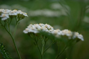 Beyaz çiçekler yeşil çayırlarda çiçekler çimlerde çiçekler çimlerde beyaz çiçekler
