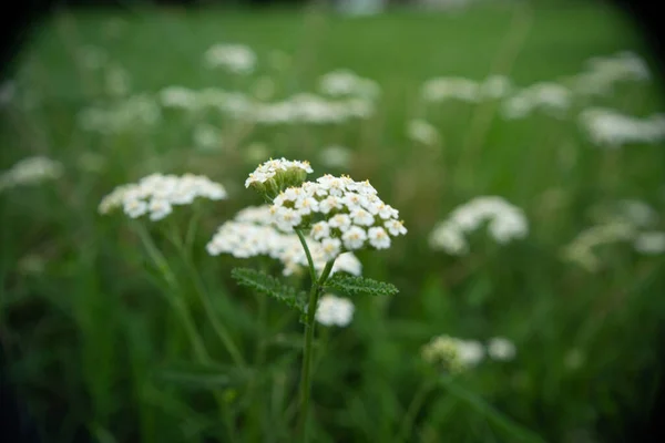 Белые Цветы Зеленой Травяной Поляне Цветами Газона Трава Цветы Белые — стоковое фото