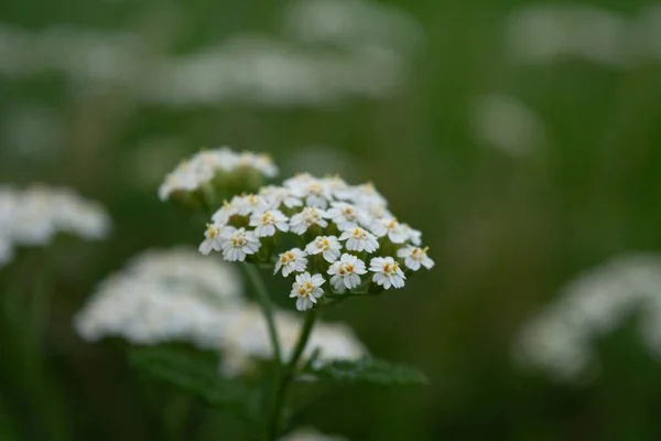 Fleurs Blanches Sur Herbe Verte Clairière Avec Des Fleurs Pelouse — Photo