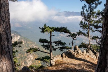 Çam ağaçları ve mavi gökyüzü olan dağ ormanı