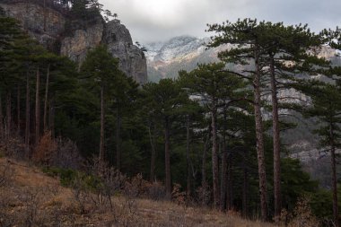 Dağlardaki çam ormanı, güzel dijital fotoğraf