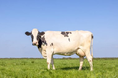 Bir inek, yan görüş, siyah ve beyaz bir çayırda duruyor mavi gökyüzünün altında ve ufukta 