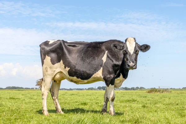 One cows, side view, frisian holstein black and white standing in a pasture under a blue sky and horizon over land