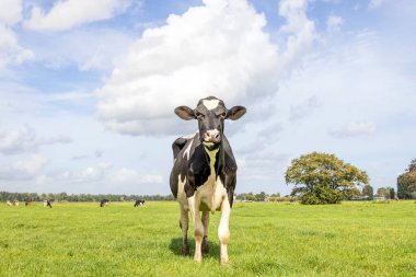 Black cow nosy and oncoming, in a green pasture under a blue sky alone in field, black and white curious looking, horizon over land