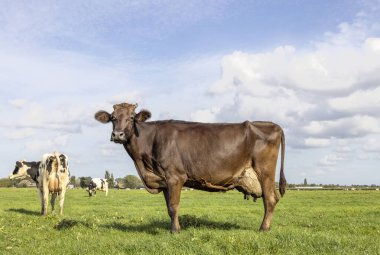 Brown cow choclate dairy standing proudly in a pasture, large full udder, fully in focus, blue sky, standing on green grass in a field 