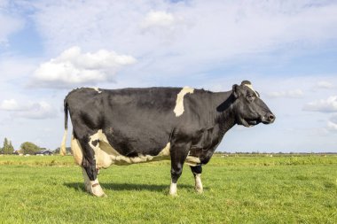 Dairy cow, large udder, standing in a pasture in the Netherlands, 1 black and white and a blue sky