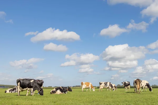 Group of cows grazing in the pasture, peaceful and sunny in Dutch landscape of flat land with a blue sky with clouds