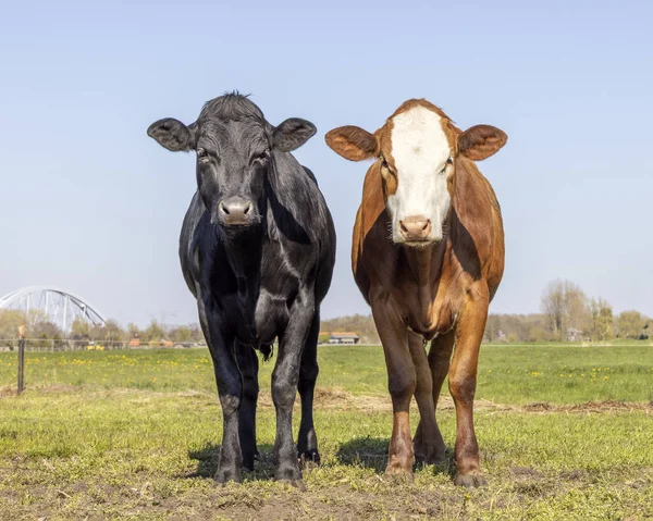 Two cows side by side, love portrait of together, multi colored red and black and white diversity and blue sky background