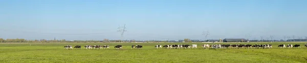 Αρπάξτε Αγελάδες Γάλακτος Στη Σειρά Στη Σειρά Ένα Πίσω Από — Φωτογραφία Αρχείου