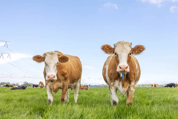 Two cute cows standing upright front view, red and white together in a green meadow under a blue sky and a horizon over land