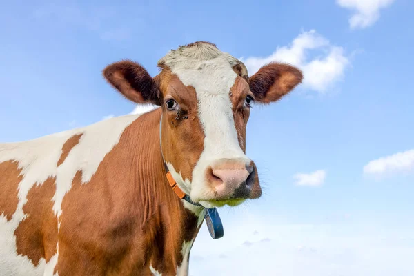 Koe Ziet Vriendelijk Uit Portret Van Het Hoofd Gezicht Volwassen — Stockfoto