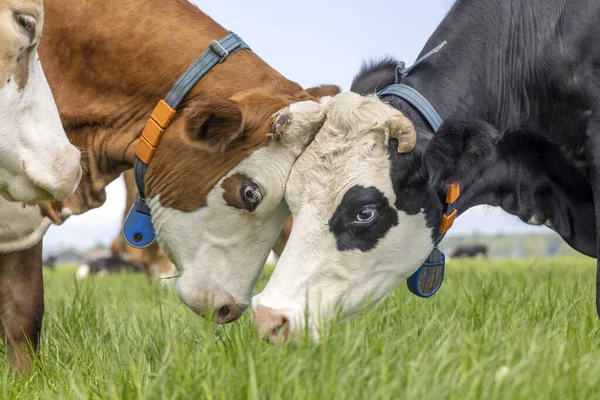 Две Коровы Массируют Головы Любовью Игривостью Обнимаются Дерутся Гронингер Блааркоп — стоковое фото