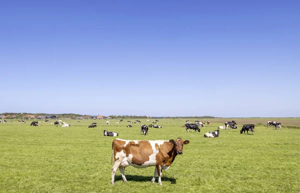 Dairy Cow Maverick Herd Cows Grazing Field Peaceful Sunny Dutch — Stock Photo, Image