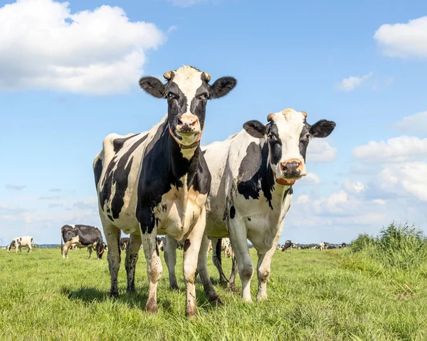 Коровы Черно Белые Стоящие Поле Нидерландах Гольштейн Крупный Рогатый Скот — стоковое фото