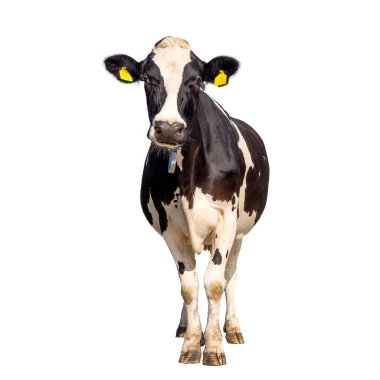 Beyaz arka planda izole edilmiş inek, dikey siyah-beyaz, tam boy ve ön görünüm ve boşluk kopyalama