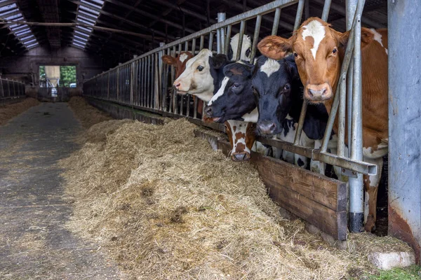 Young Cow Heads Barn Row Feeding Time Peeking Bars Gate — Stock Photo, Image