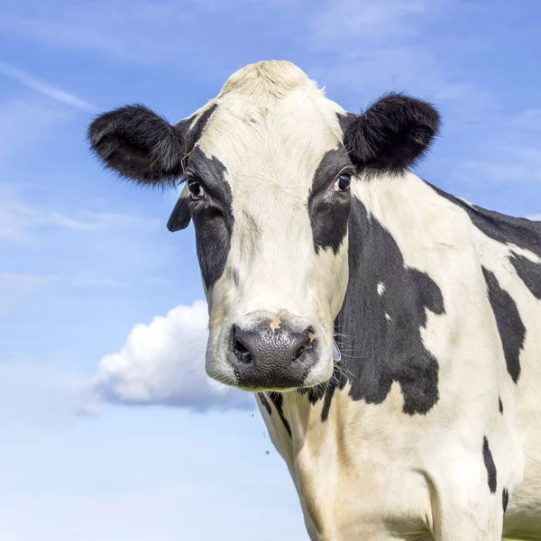 Dairy Cow Black White Big Eyes Looking Cute Front Blue — Stock Photo, Image