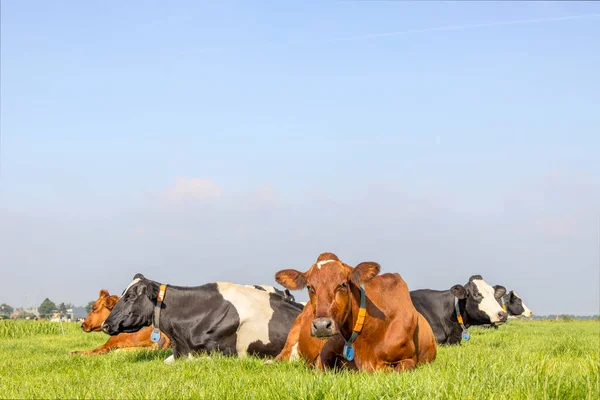Vacas Grupo Que Yacen Cómodas Juntas Campo Prado Satisfechas Felices Imagen De Stock
