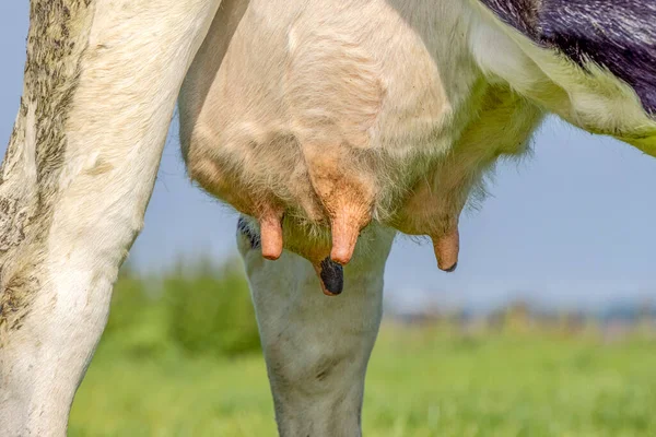 Osciladores Uma Vaca Tetina Perto Rosa Grandes Veias Mamárias — Fotografia de Stock
