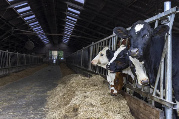 Heifer Barn Eating Hay Straw Stable Group Young Cows Right — Stock Photo, Image