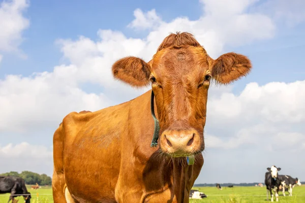 Коровья Фотография Прекрасного Красного Дружелюбного Спокойного Выражения Лица Фоне Неба — стоковое фото