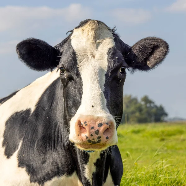 Mature Cow Black White Looking Sad Pink Nose Front View — Stock Photo, Image