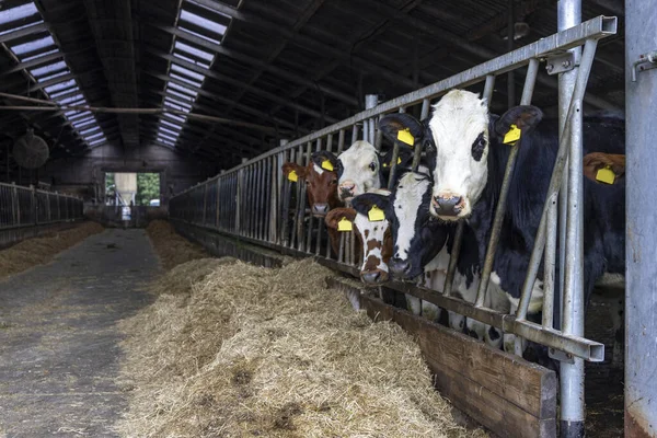 Young Cows Barn Row Feeding Time Peeking Bars Gate Stable — Stock Photo, Image