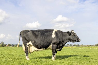 Yaşlı inek siyah ve beyaz, yeşil çimlerin üzerinde duruyor, bir çayırda, yan manzara, pembe meme, Hollanda 'da bir tarla, mavi gökyüzü ve kara üzerinde ufuk.