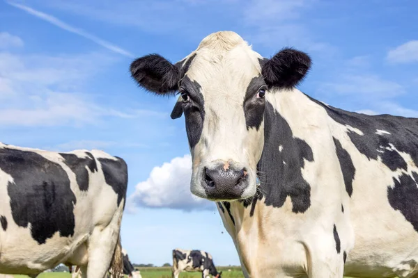 stock image Cute cow, black and white in front of  a blue sky, head looking at camera