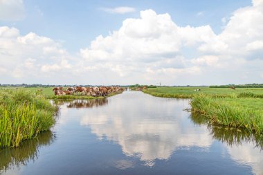 Bir derenin kıyısındaki inek sürüsü, Hollanda 'nın tipik bir manzarasında, yaz öğleden sonra ve bir grup inek bir araya toplandı.