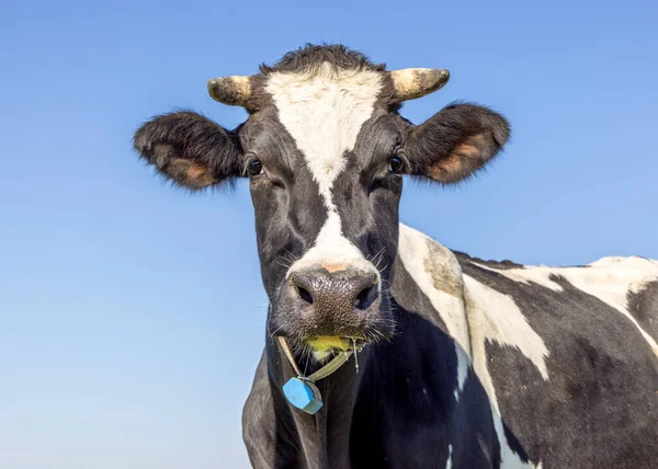 Cow Looking Friendly Medium Shot Front Blue Sky — Stock Photo, Image
