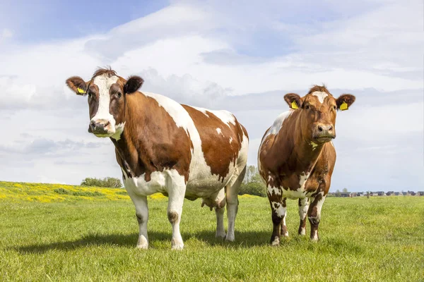 stock image Couple cows, looking curious black and white, in a green field under a blue sky and horizon over land