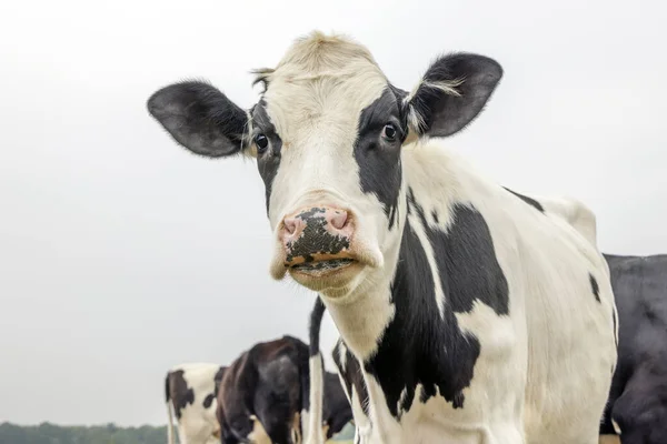 Молочная Корова Черно Белая Капающая Слизистая Слюна Смотрящая Молодые Черные — стоковое фото