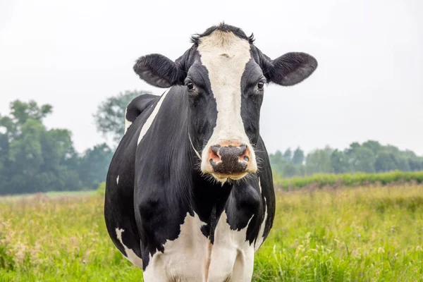 Una Vaca Blanco Negro Campo Vista Frontal Buscando Calma Nariz — Foto de Stock