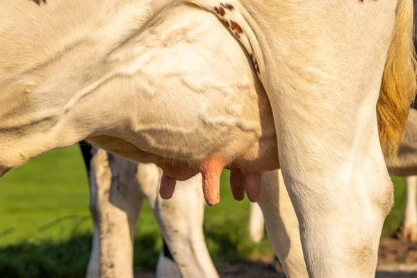 Mléko Kráva Vemena Struk Zblízka Měkké Růžové Velké Mléčné Žíly — Stock fotografie