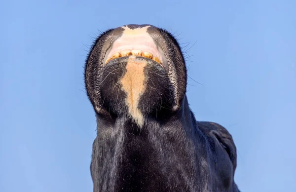 Nariz Vaca Boca Cabeça Mostrando Dentes Gengivas Olhando Para Cima — Fotografia de Stock