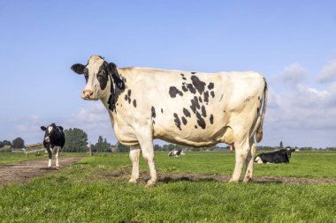 Arsız inek, tarlada tam boy, siyah-beyaz Holstein süt sığırı mutlu duruyor, güneşli bir günde mavi bir gökyüzü