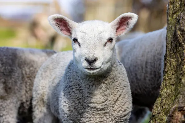 stock image Cute lamb portrait soft and tender, curly lambkin, small sheep