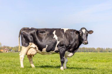 Süt ineği sığırı, siyah beyaz, bir yolda duran, Holstein sığırı, büyük ve dolu meme ve memeli damarları, mavi bir gökyüzü 